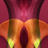 Yellow & Bugundy Calla Lilies - Signed Edition Art Print